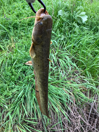 ナマズの釣果