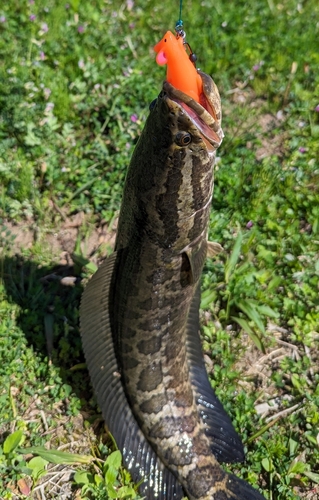 ライギョの釣果