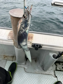 タチウオの釣果