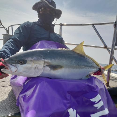 ヒラマサの釣果