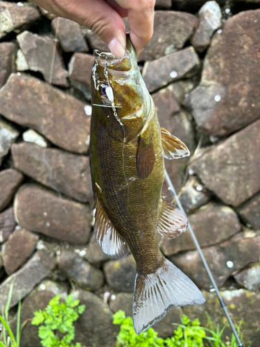 スモールマウスバスの釣果