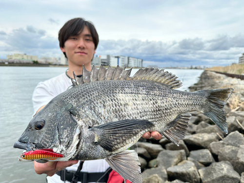 クロダイの釣果