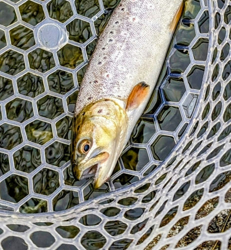 ブラウントラウトの釣果