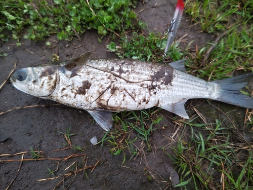 ボラの釣果