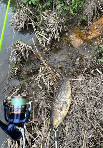 コイの釣果