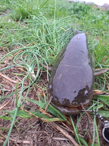 ナマズの釣果