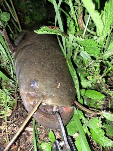 ナマズの釣果