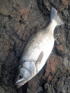 ヒラスズキの釣果