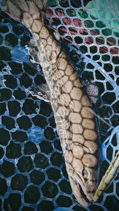 イワナの釣果