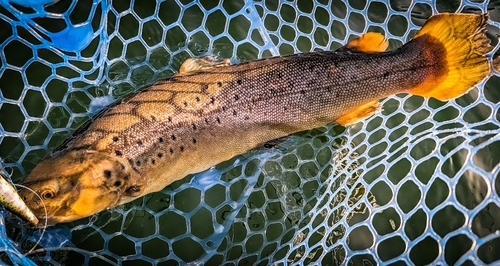 ブラウントラウトの釣果