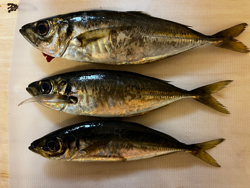 アジの釣果