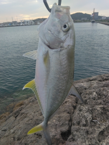 オニヒラアジの釣果