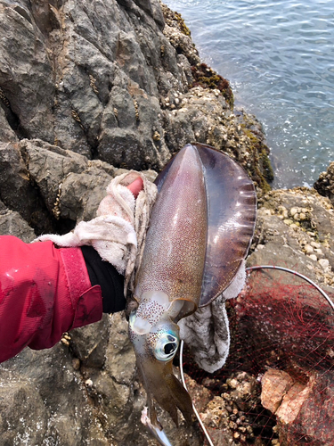 アオリイカの釣果