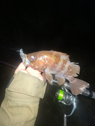 シロメバルの釣果