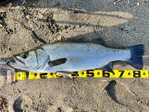 ヒラスズキの釣果