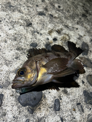 メバルの釣果