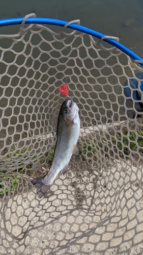 ニジマスの釣果