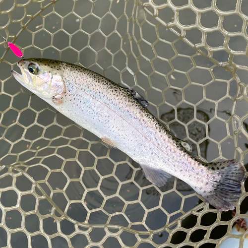 ニジマスの釣果