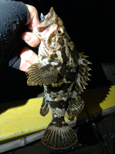 タケノコメバルの釣果