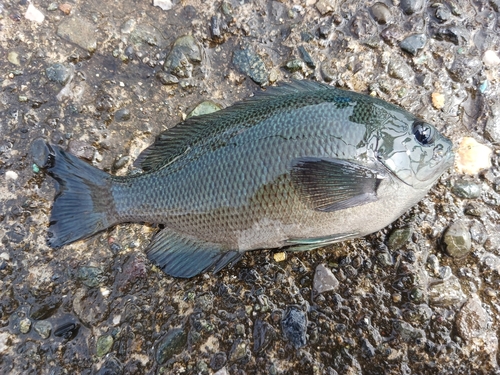 メジナの釣果