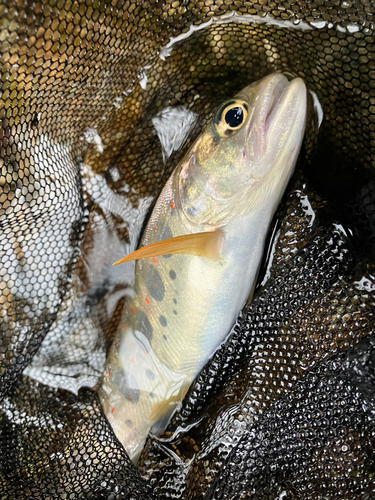 アマゴの釣果