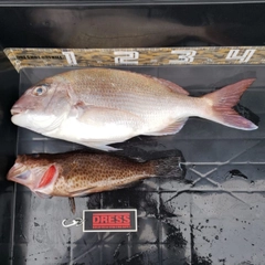 マダイの釣果