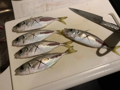 アジの釣果