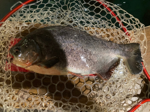 コロソマの釣果