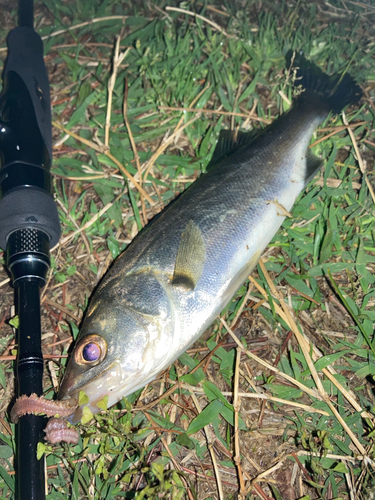 セイゴ（マルスズキ）の釣果