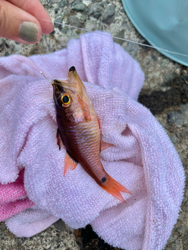 ネンブツダイの釣果