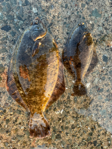 カレイの釣果