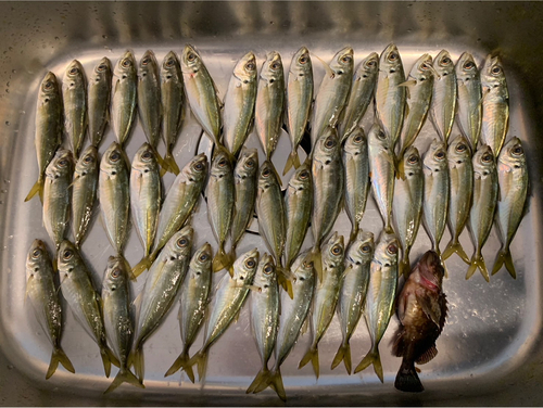 アジの釣果