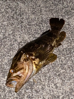 タケノコメバルの釣果