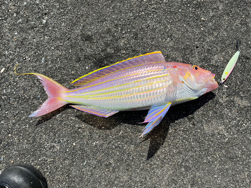 イトヨリダイの釣果