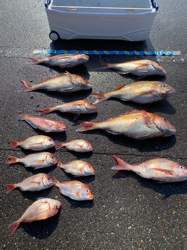 マダイの釣果