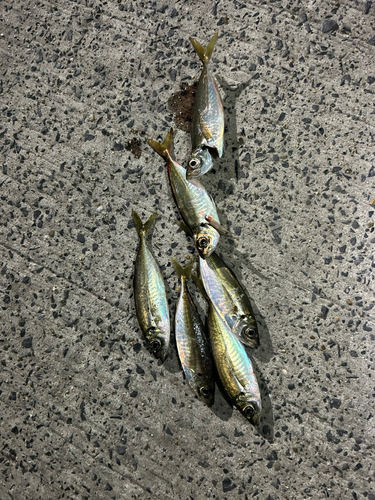 アジの釣果