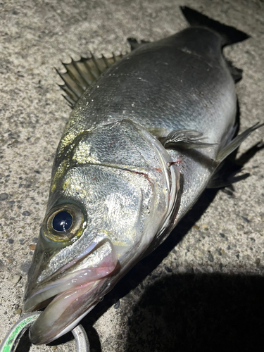 ヒラスズキの釣果