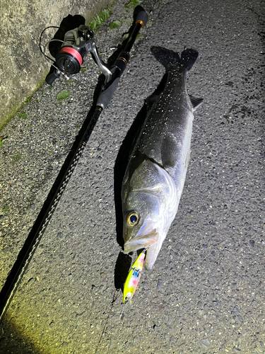 スズキの釣果