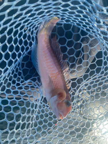 アマダイの釣果