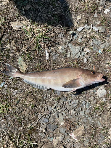 ホッケの釣果