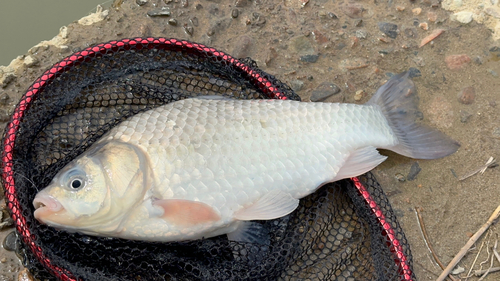 ヘラブナの釣果