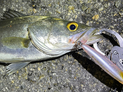 セイゴ（マルスズキ）の釣果