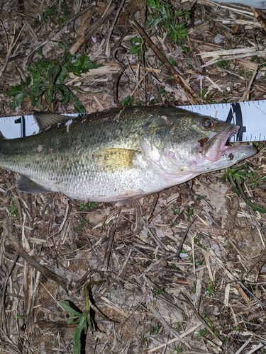 ブラックバスの釣果