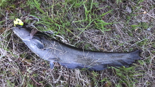 ナマズの釣果