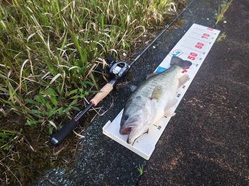 ブラックバスの釣果