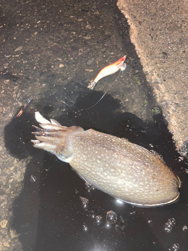 シリヤケイカの釣果