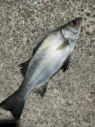 ヒラスズキの釣果