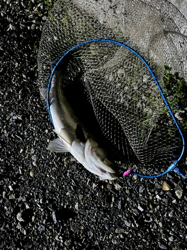 スズキの釣果