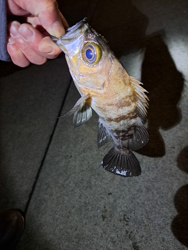 メバルの釣果