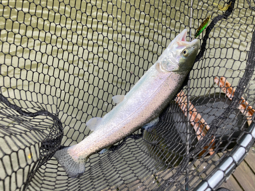 ニジマスの釣果